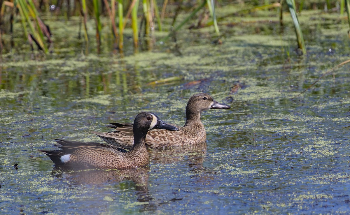 Blue-winged Teal - ML617556543