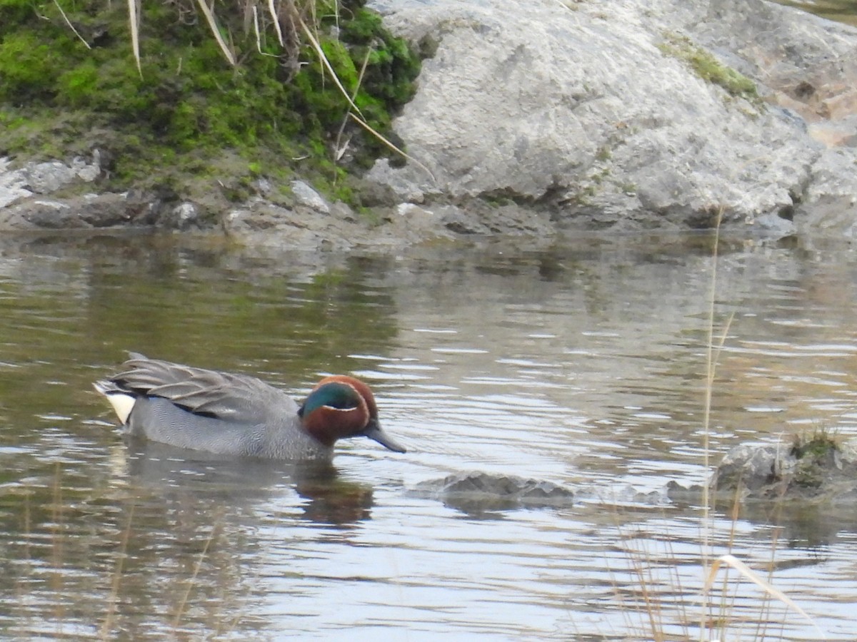 Green-winged Teal (Eurasian) - ML617556547