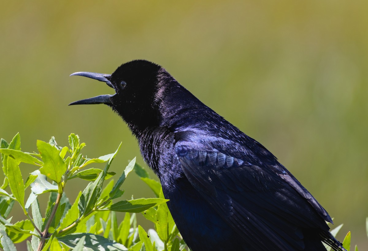 Boat-tailed Grackle - ML617556551