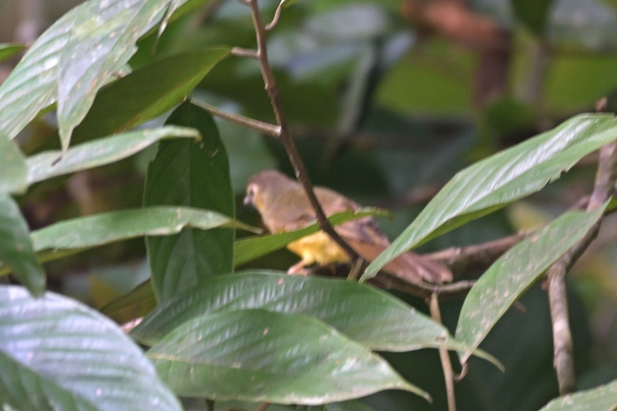 Brown-throated Sunbird - ML617556565