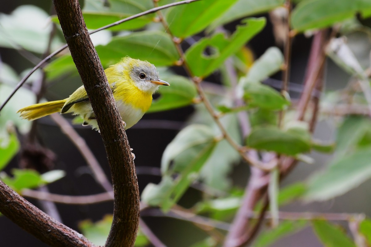 Yellow-breasted Apalis - Ian Brown