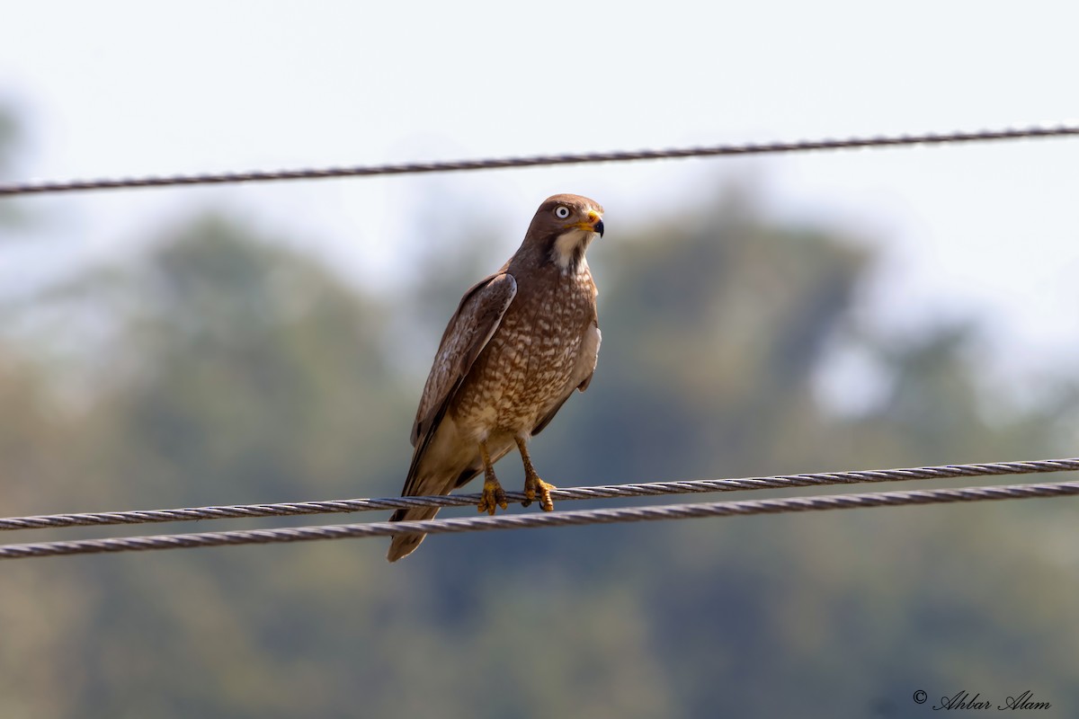 Weißaugenbussard - ML617556614