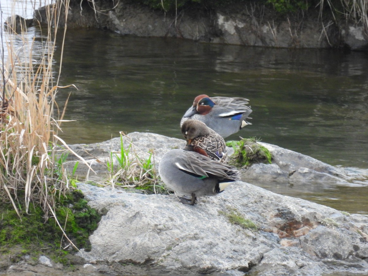 Green-winged Teal (Eurasian) - ML617556618