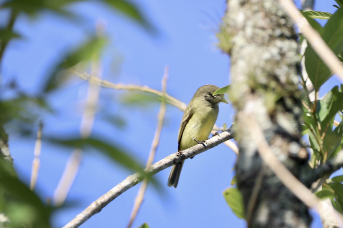 Planalto Tyrannulet - Edu no Mato