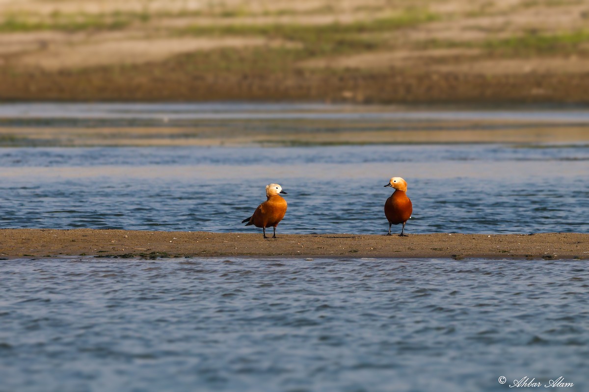 Ruddy Shelduck - ML617556651