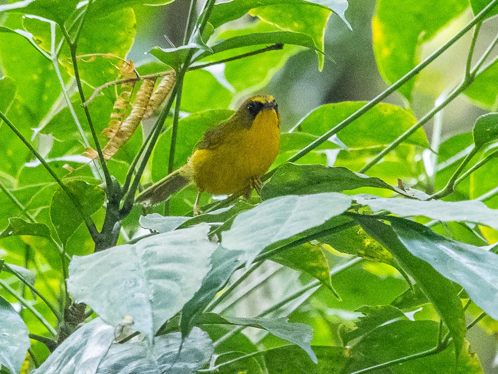 Golden Babbler - Chonseng Sangma