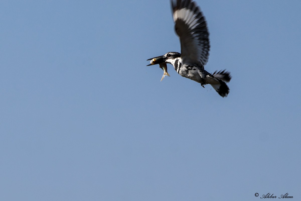 Pied Kingfisher - ML617556666