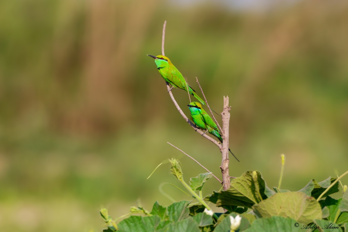 Asian Green Bee-eater - ML617556670