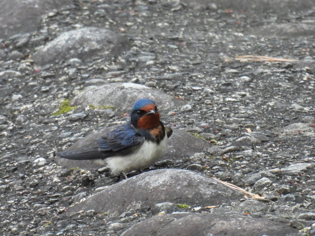 Barn Swallow - ML617556684