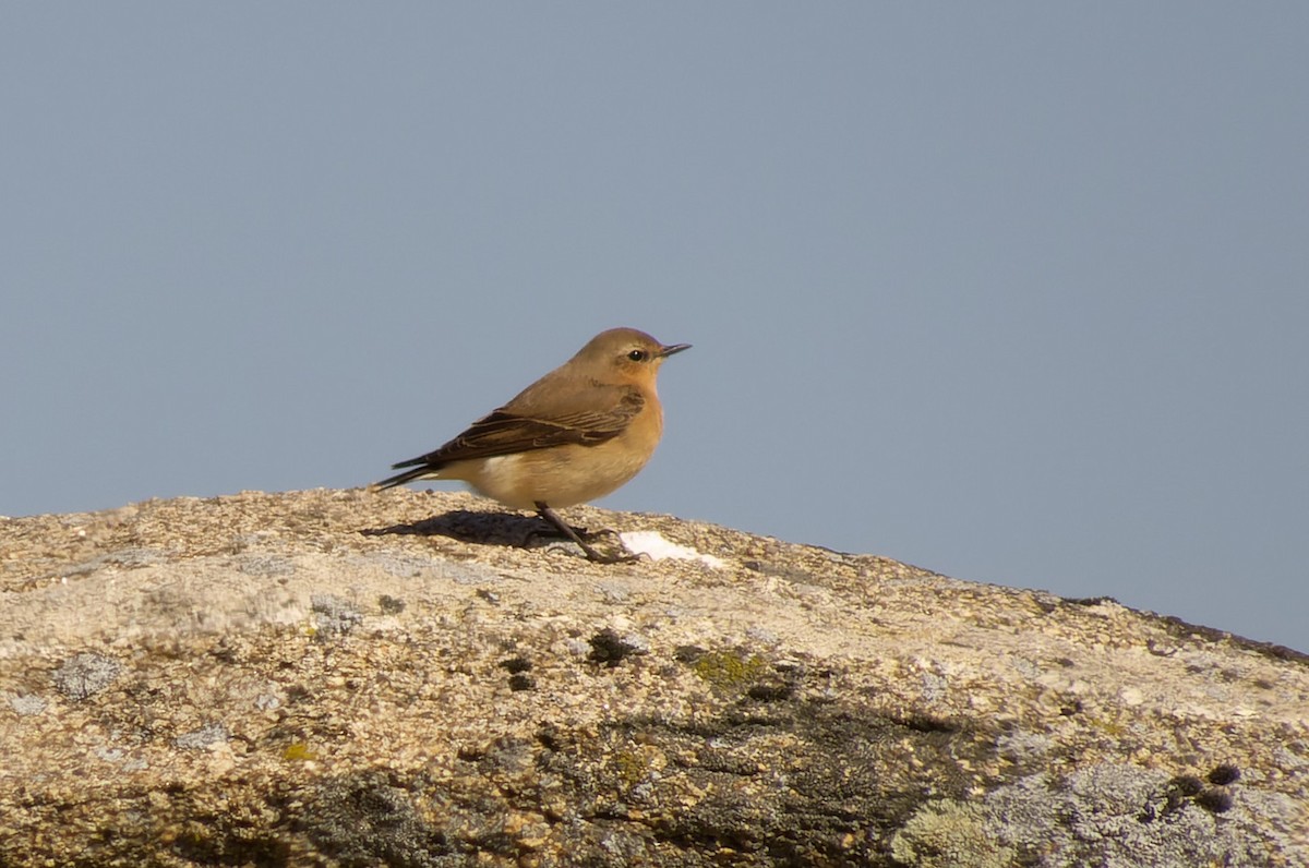 Northern Wheatear - ML617556687