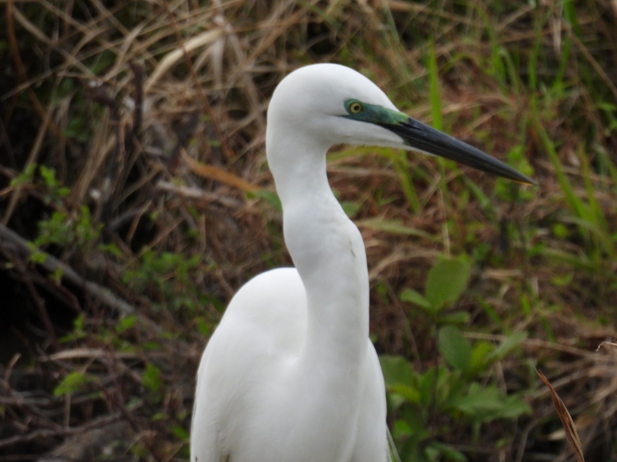 Great Egret - ML617556693