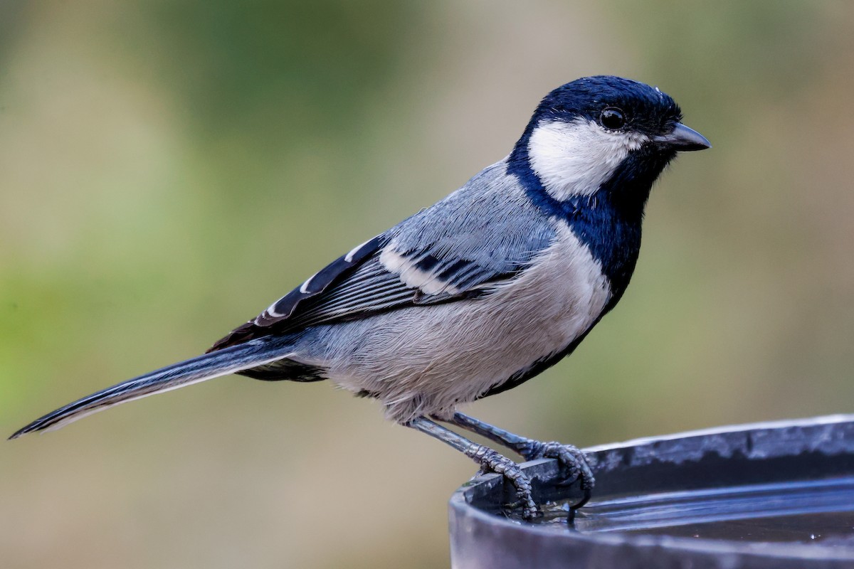 Asian Tit (Cinereous) - ML617556698
