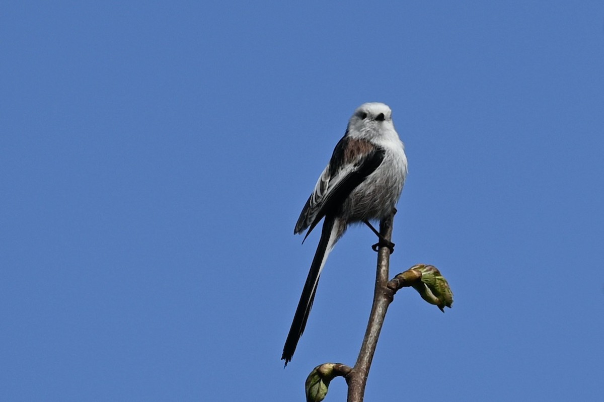 Long-tailed Tit - julie desrosiers