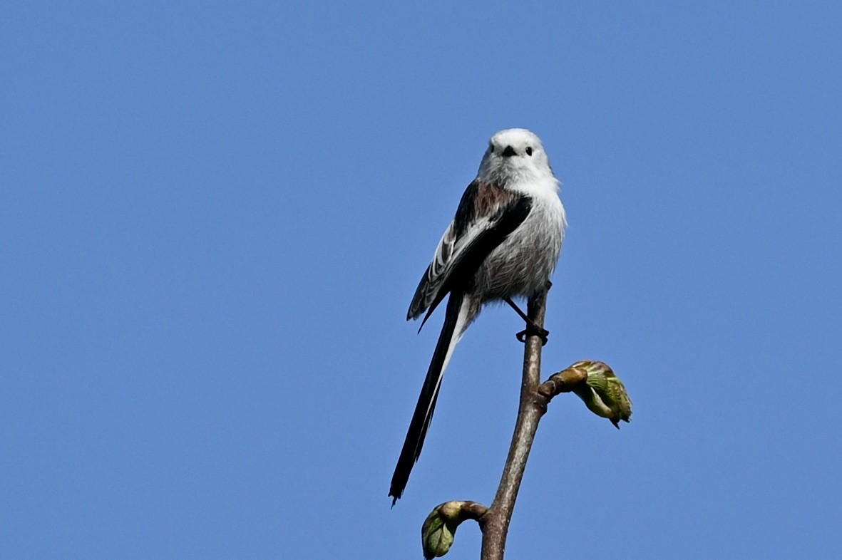 Long-tailed Tit - julie desrosiers