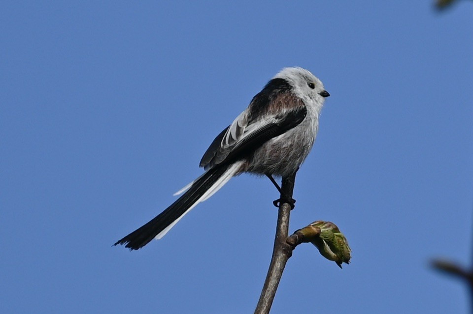 Long-tailed Tit - julie desrosiers