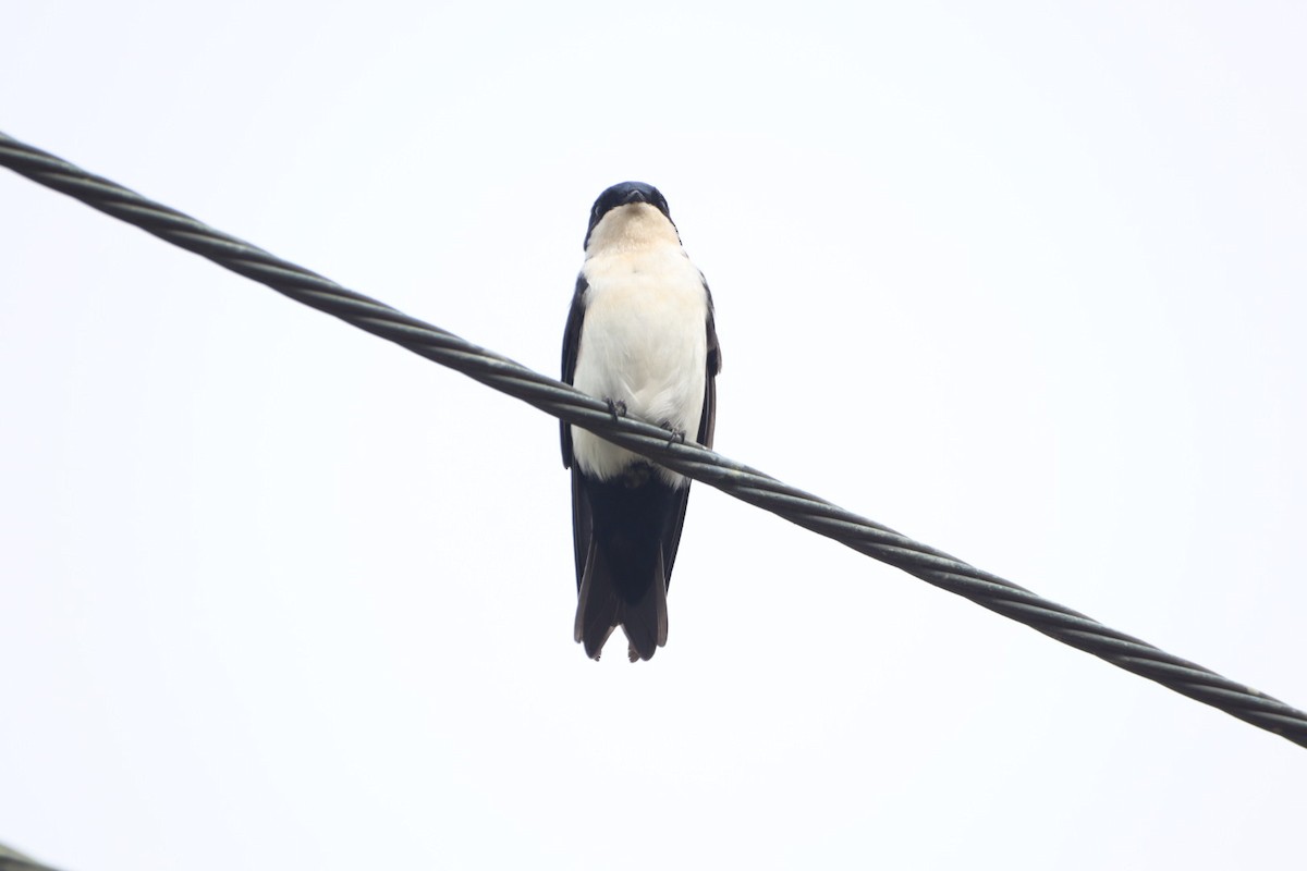 Blue-and-white Swallow - Edu no Mato