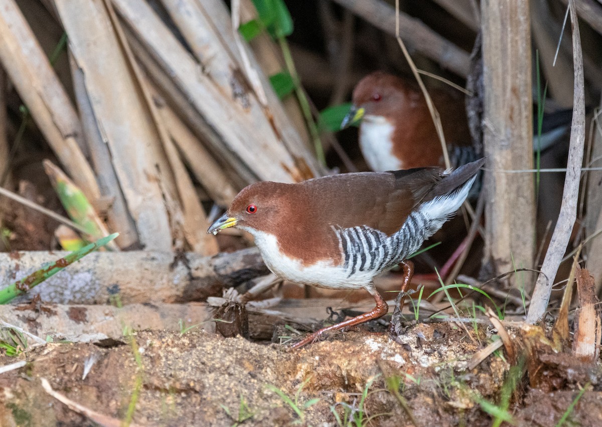 Red-and-white Crake - ML617556750