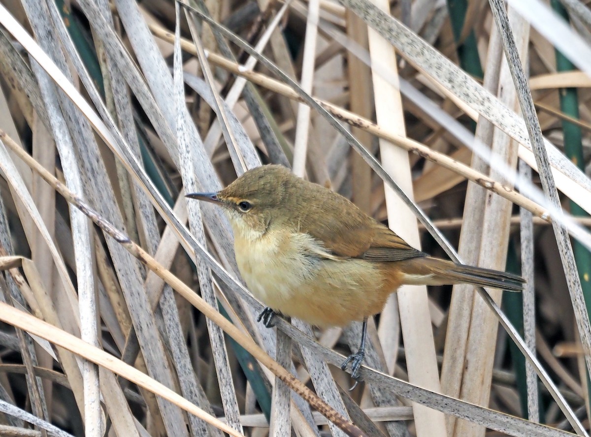 Australian Reed Warbler - Steve Law