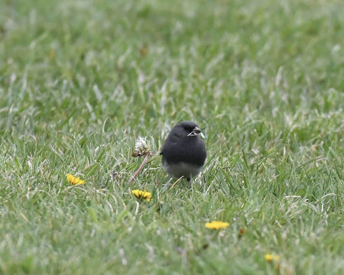 Dark-eyed Junco (Slate-colored) - ML617556768