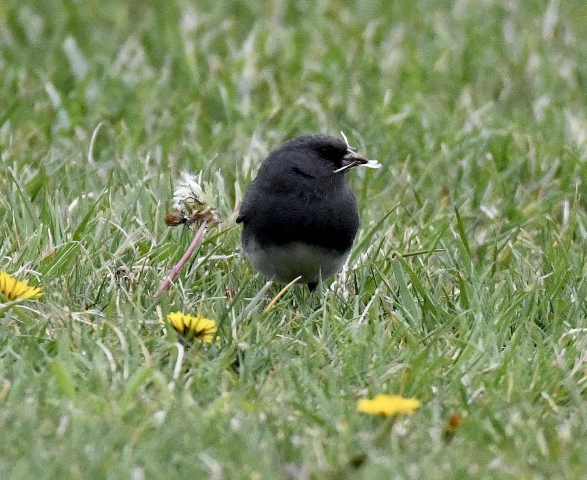 Dark-eyed Junco (Slate-colored) - ML617556769