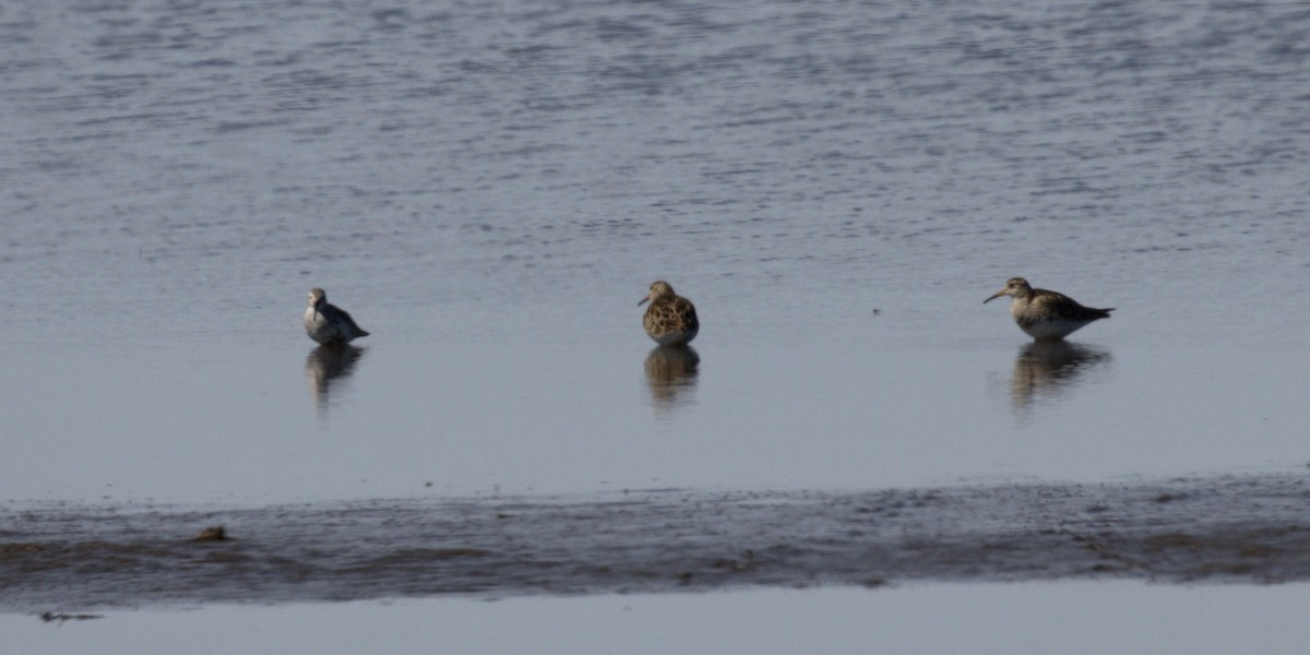 Graubrust-Strandläufer - ML617556799