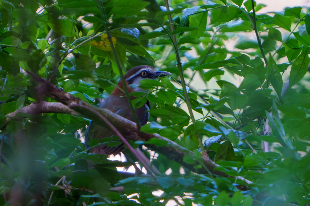 Lesser Necklaced Laughingthrush - ML617556804