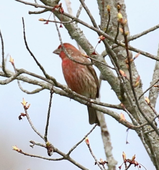 House Finch (Common) - Phil Mills