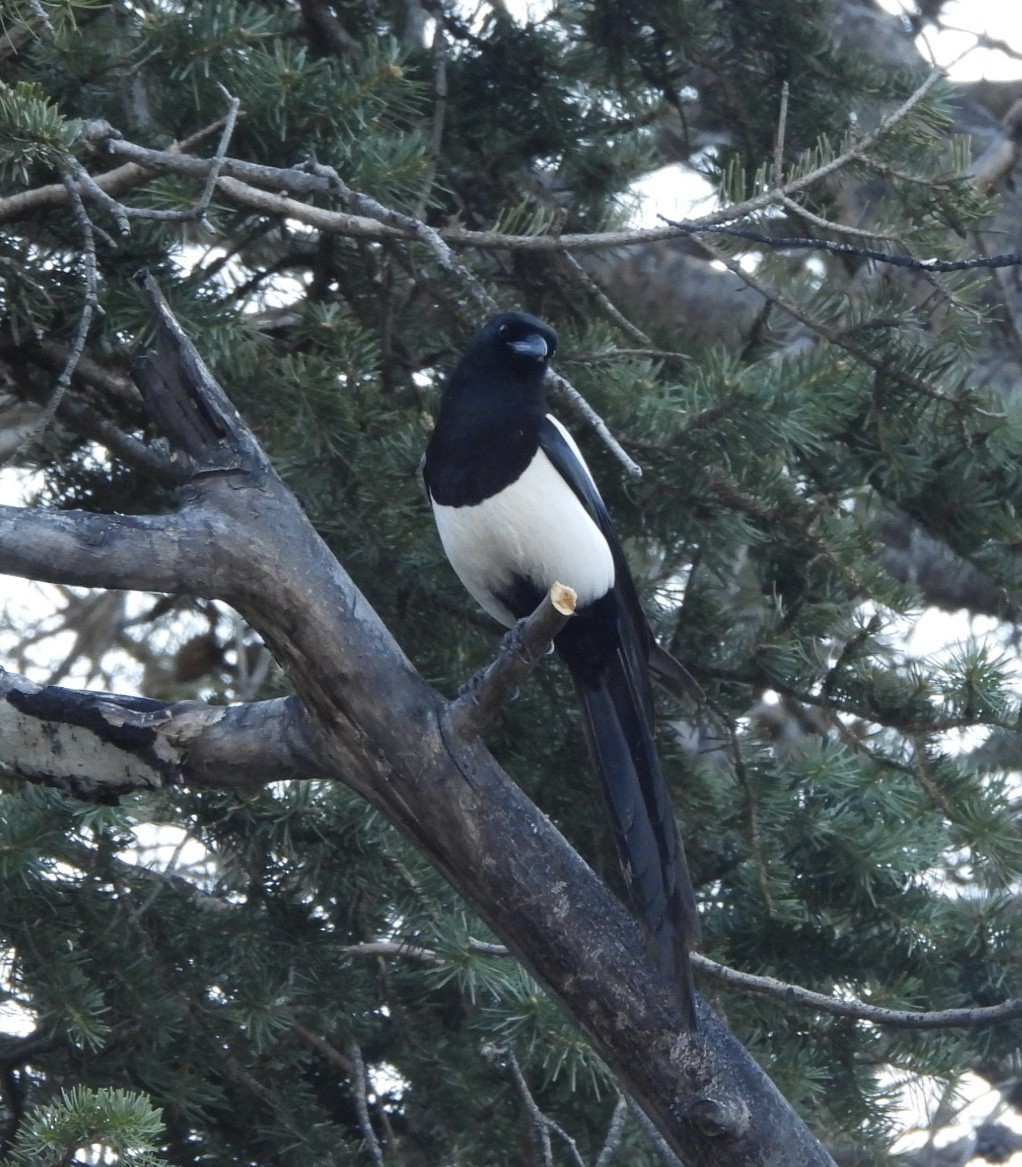 Black-billed Magpie - Cassie Luke