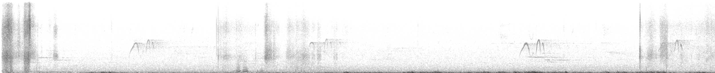Weißbauch-Phoebetyrann - ML617556891