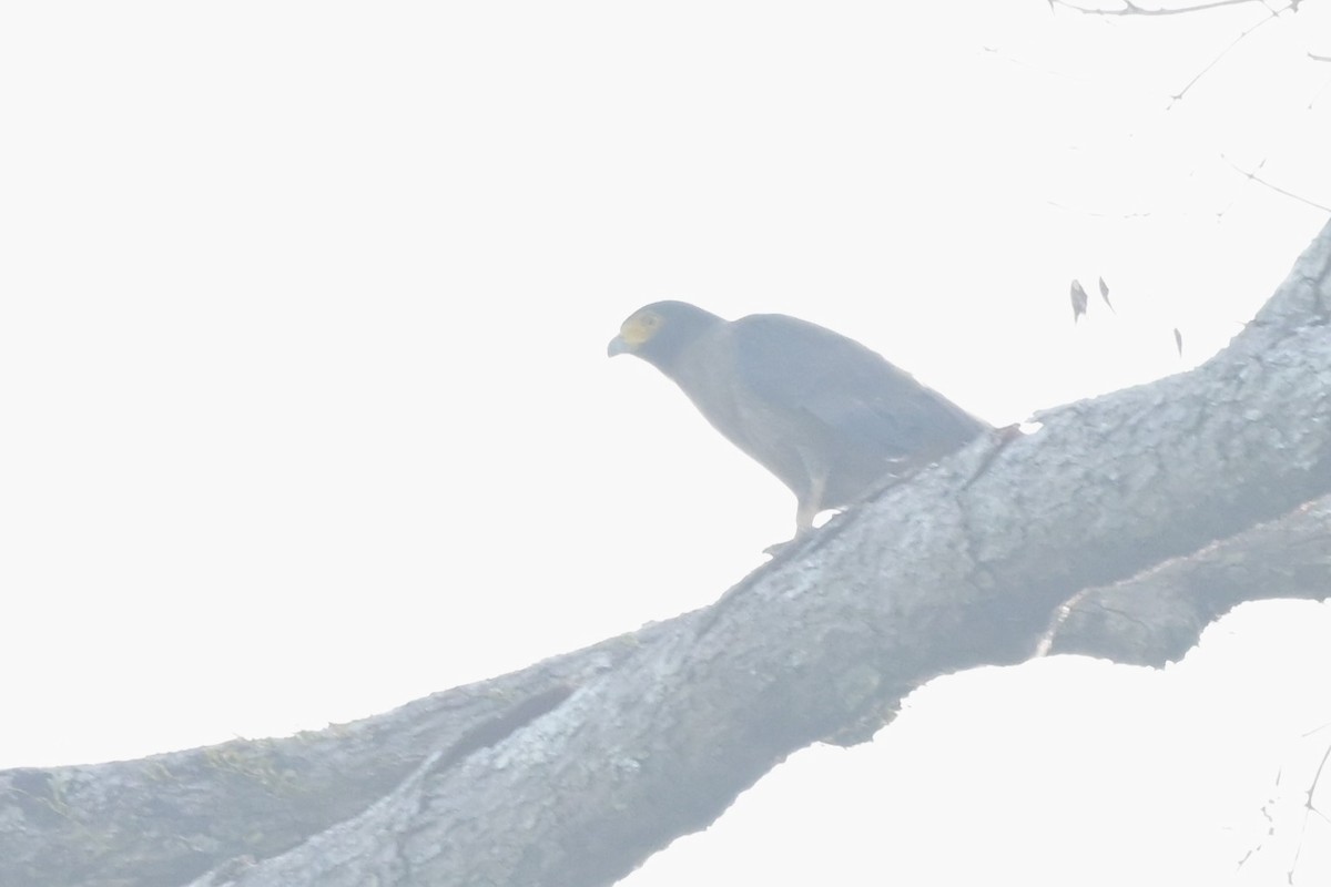 Crested Serpent-Eagle (Crested) - ML617556934