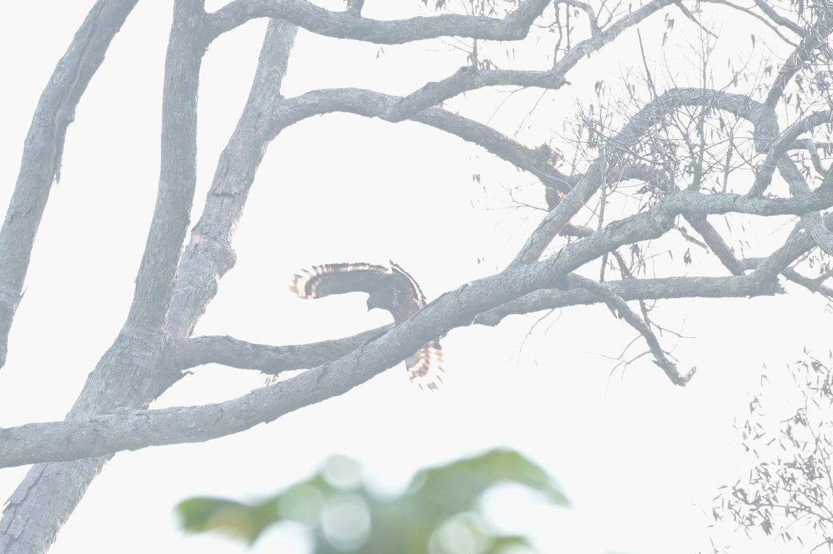 Crested Serpent-Eagle (Crested) - ML617556940