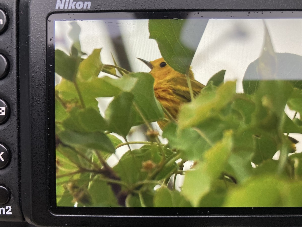 Yellow Warbler - Bill Reaume