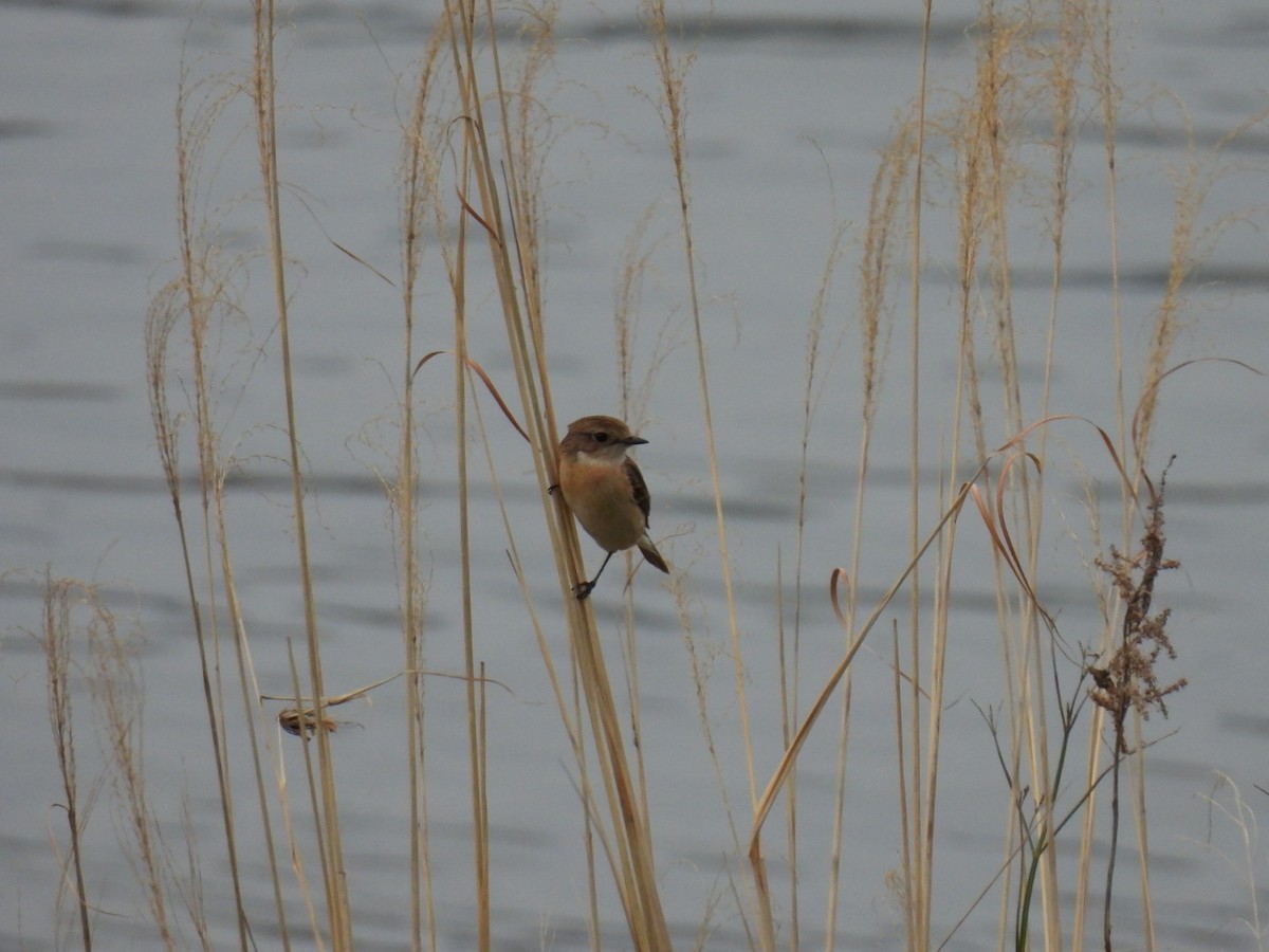 Amur Stonechat - ML617556961