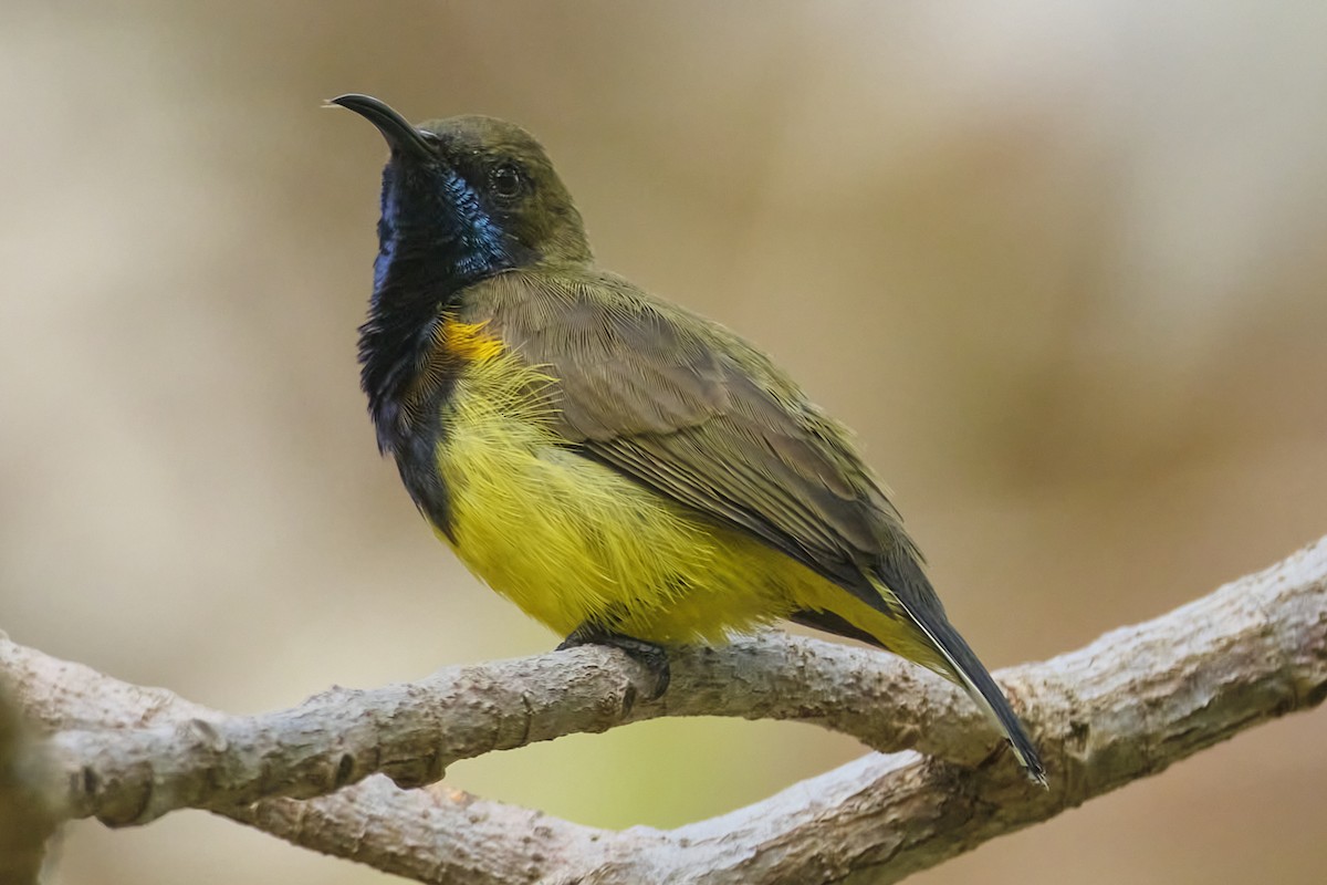 Ornate Sunbird (Cream-bellied) - Aska Wu