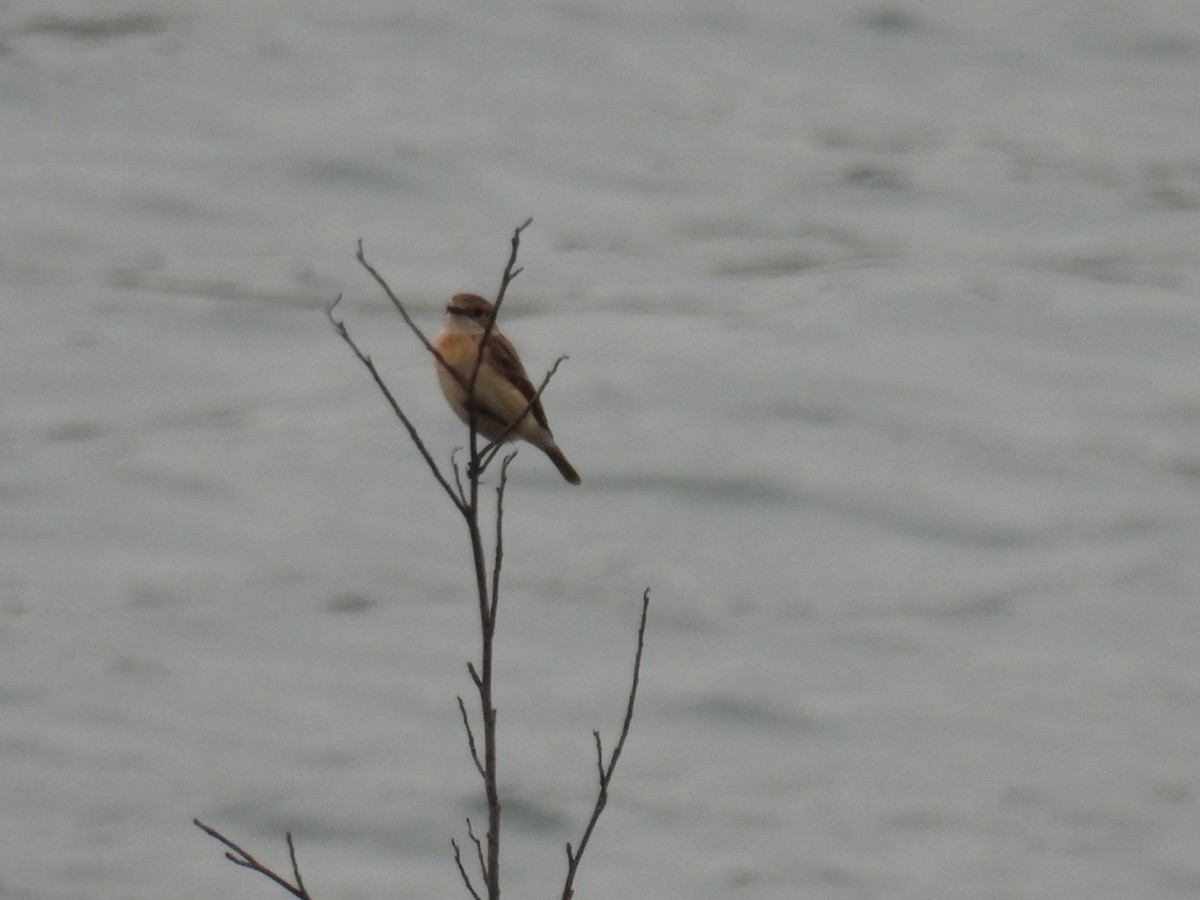 Amur Stonechat - ML617556974