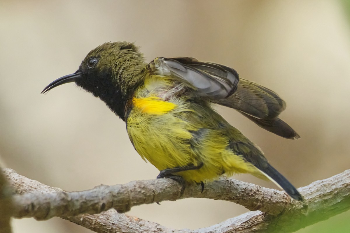 Ornate Sunbird (Cream-bellied) - ML617556979