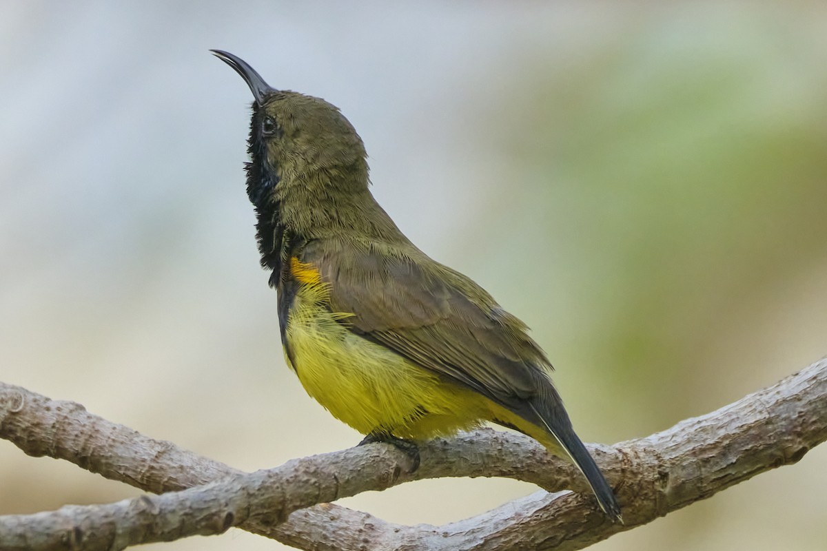 Ornate Sunbird (Cream-bellied) - ML617556995