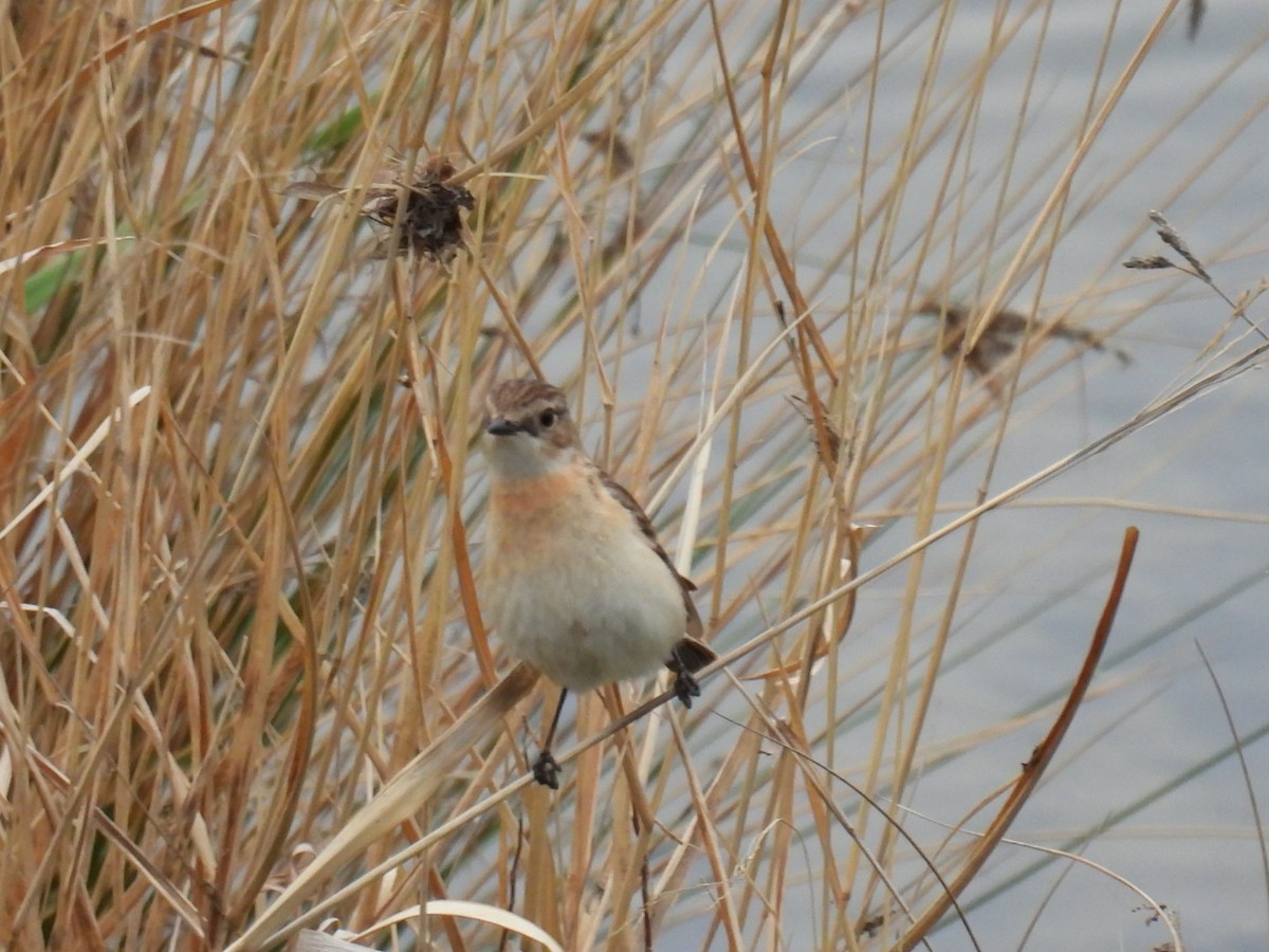 Amur Stonechat - ML617556996