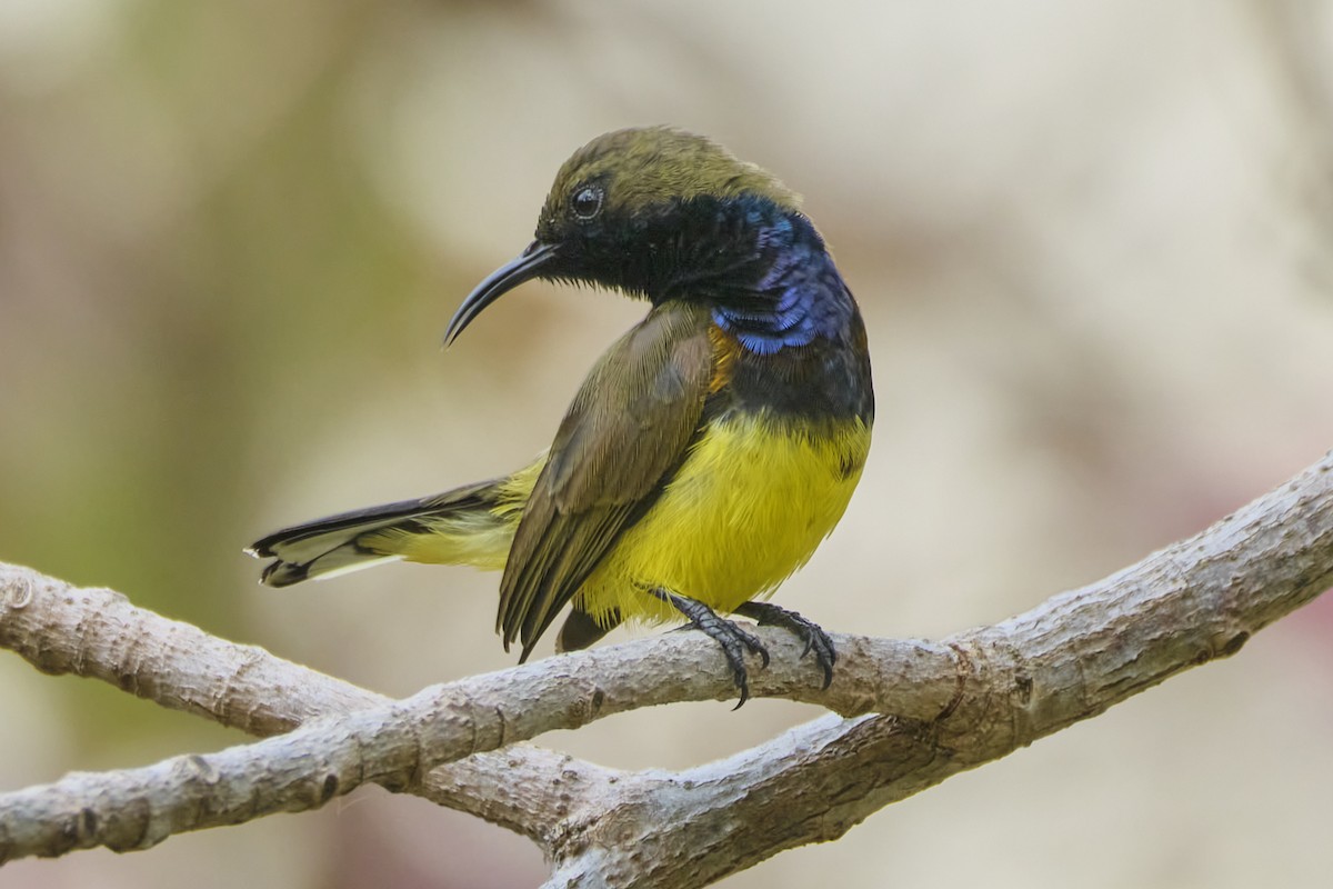 Ornate Sunbird (Cream-bellied) - ML617557005