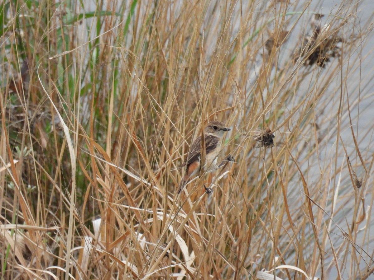 Amur Stonechat - Helen Erskine-Behr