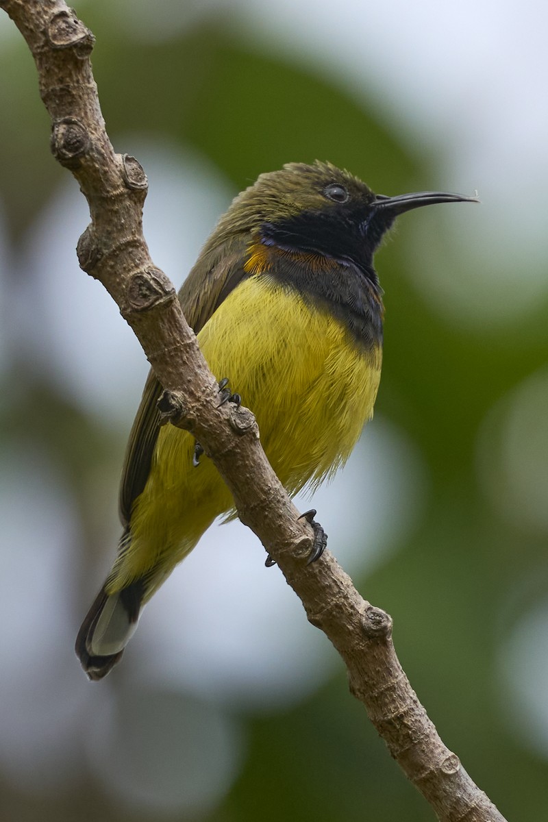 Ornate Sunbird (Cream-bellied) - Aska Wu