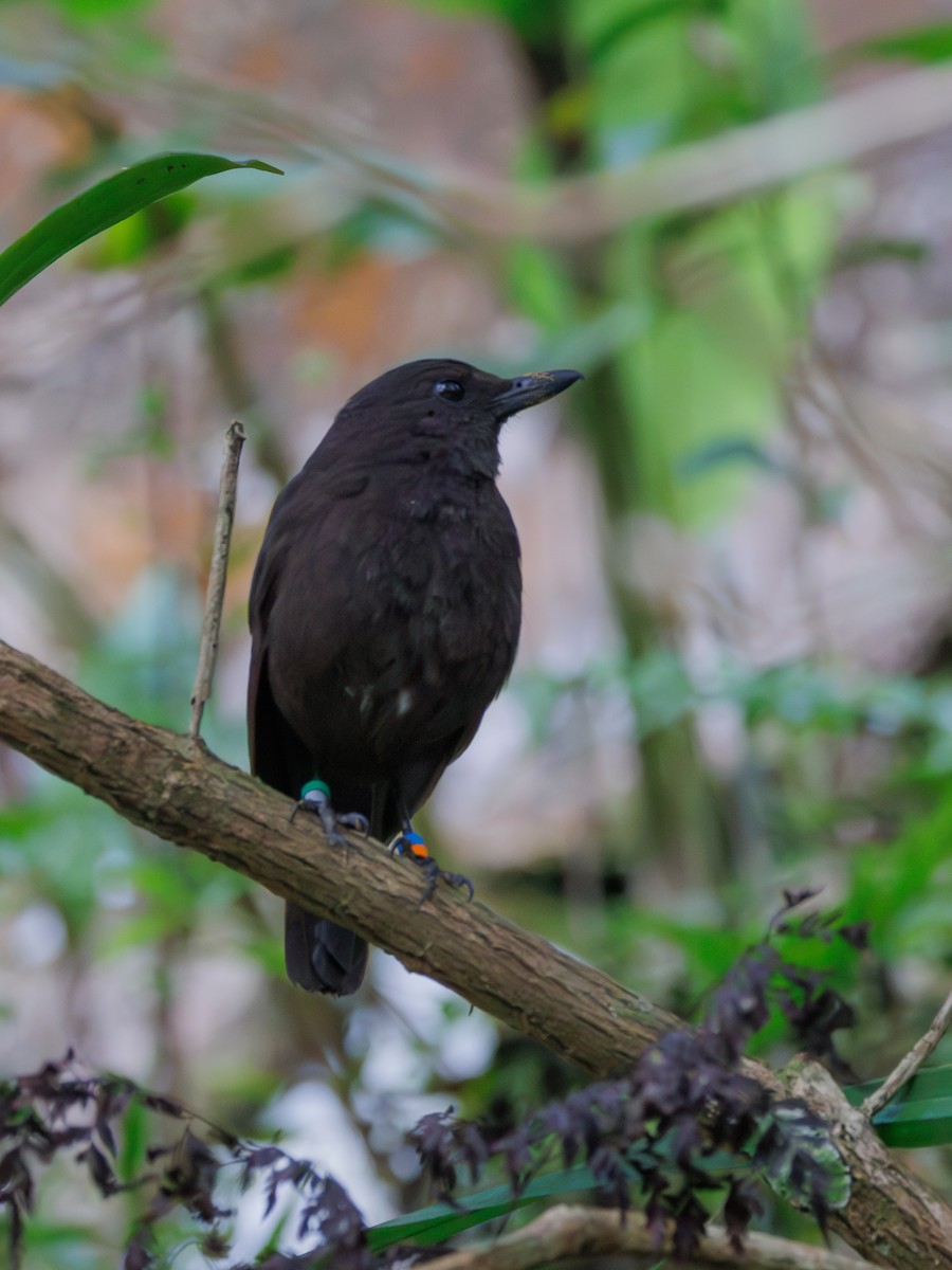 Bornean Whistling-Thrush - Ng SH