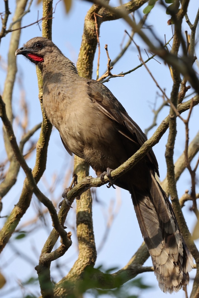 Plain Chachalaca - ML617557136