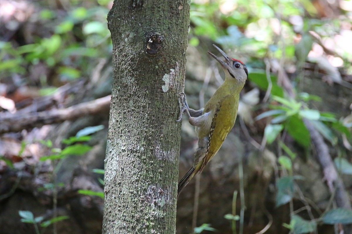 Gray-headed Woodpecker (Black-naped) - Christian H. Schulze