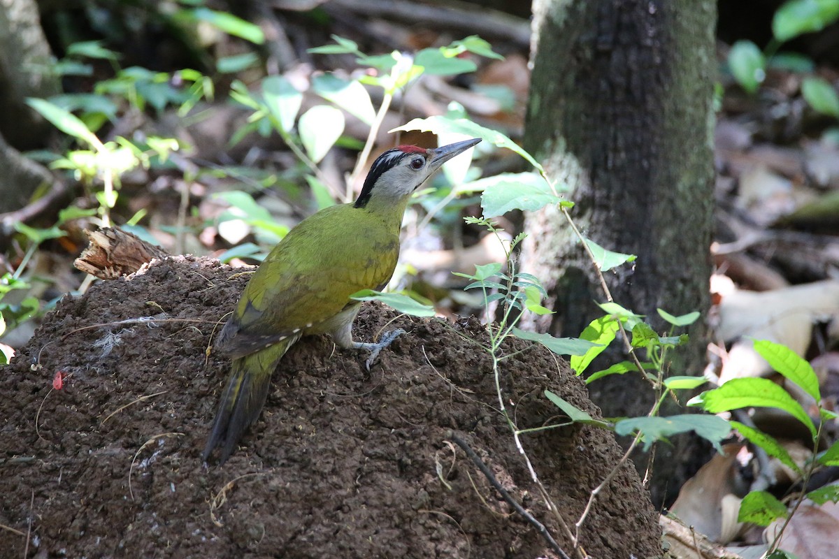 Gray-headed Woodpecker (Black-naped) - Christian H. Schulze