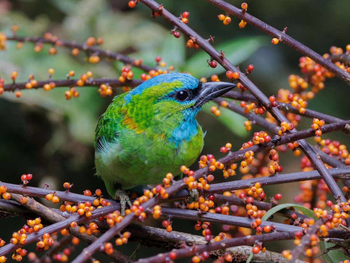 Golden-naped Barbet - Ng SH