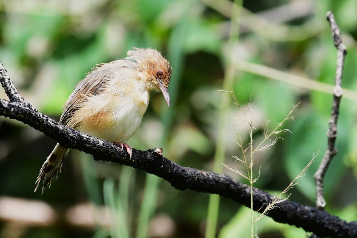 Red-faced Cisticola - ML617557172