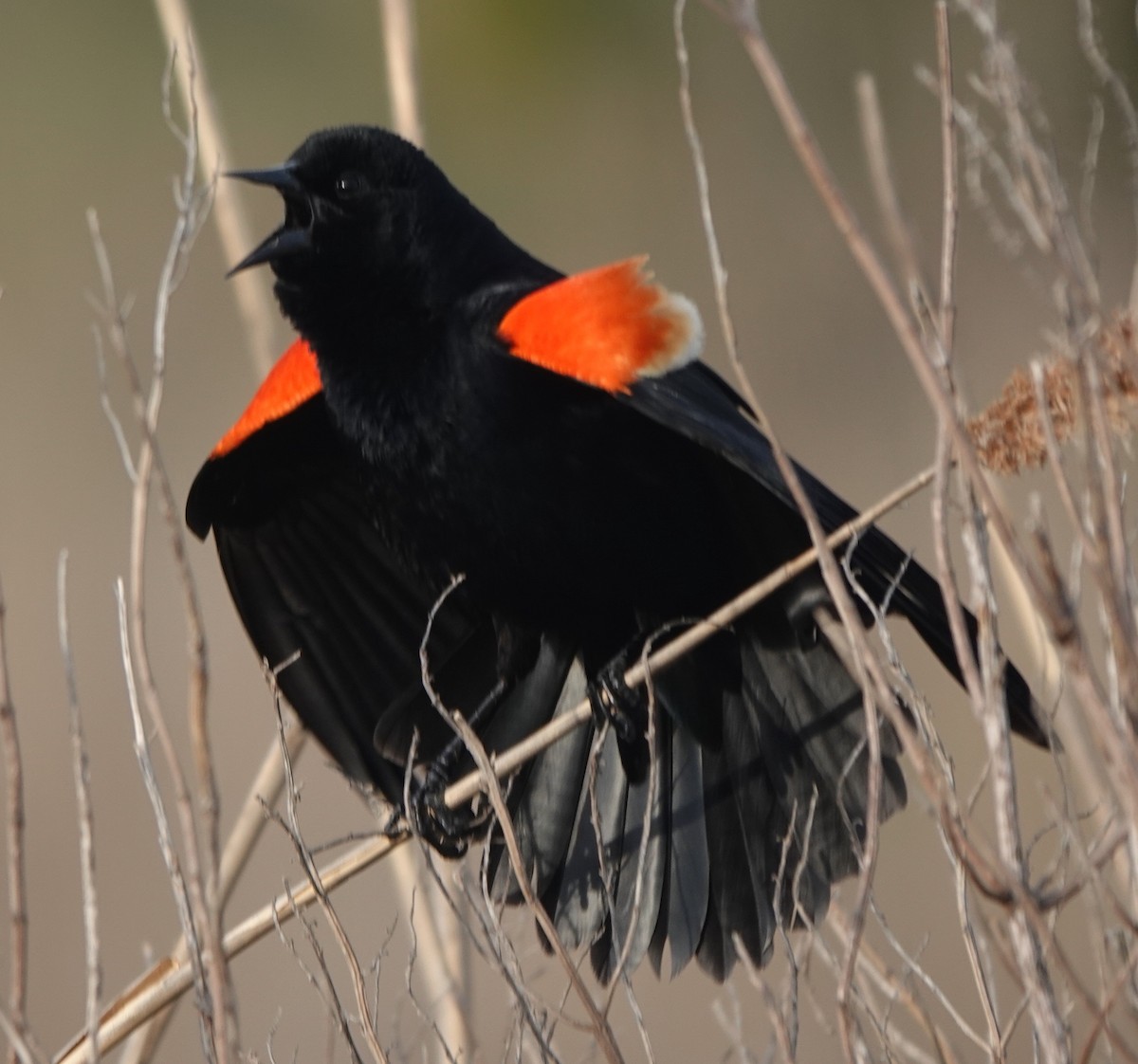 Red-winged Blackbird - B Maguire