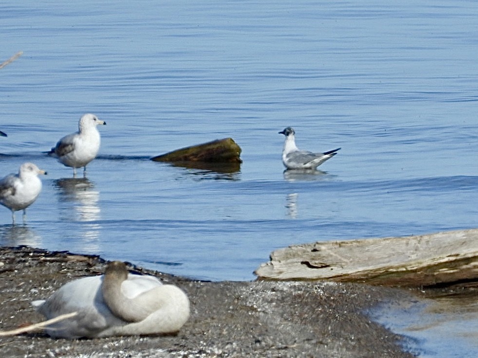 Bonaparte's Gull - ML617557182