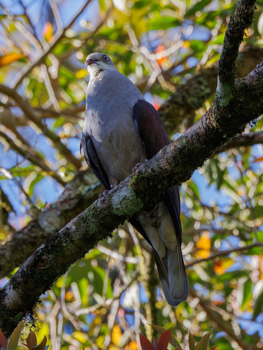 Mountain Imperial-Pigeon - ML617557198